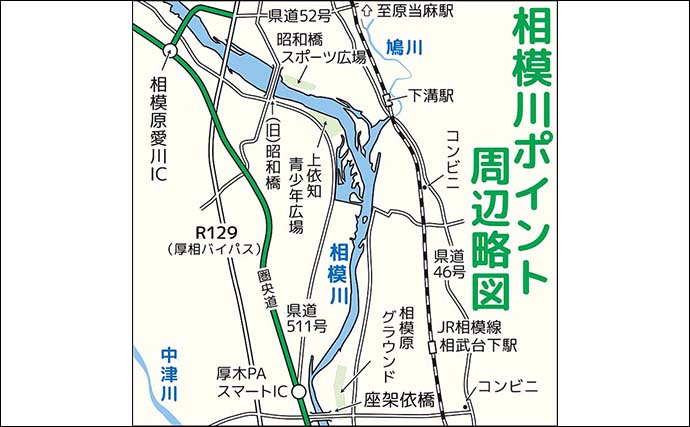 相模川のルアーアユ釣りで21.5cm筆頭に良型鮎が連発【神奈川・上依知エリア】