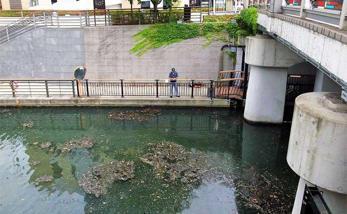 スカイツリー下でハゼ釣り満喫【東京・北十間川】12cm頭にマハゼ27尾と快釣