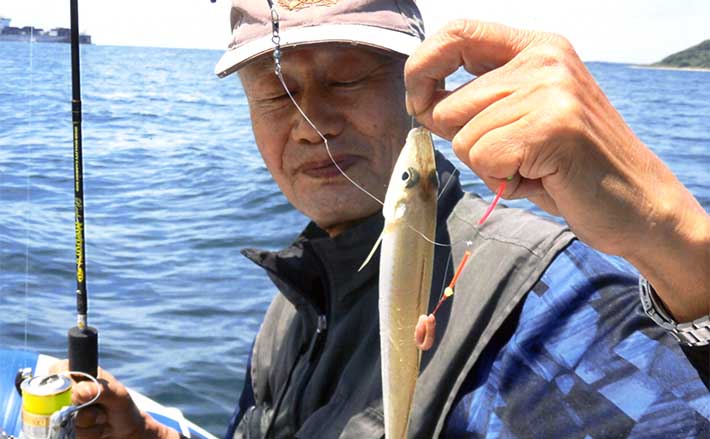 ボートシロギス釣行で23cm筆頭に43尾【山口】キス泳がせでのヒラメは不発