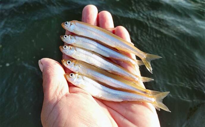 芦ノ湖の夏ワカサギ釣りで11.5cm頭に254尾【神奈川】時速50尾超えと好調