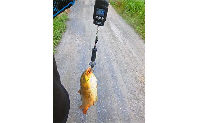 元荒川でのウキ釣りで80cm筆頭に良型コイ4尾【埼玉】食パンエサで足元狙って連発