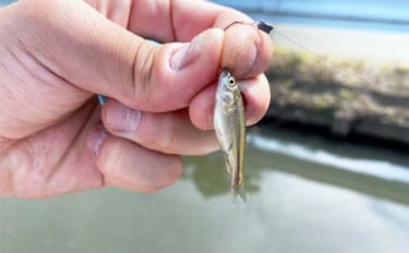 用水路での小物釣りでクチボソにモロコに小鮒など多彩魚種と対面【埼玉】