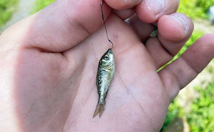 用水路での小物釣りでクチボソにモロコに小鮒など多彩魚種と対面【埼玉】