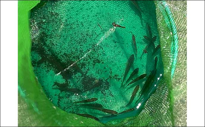 用水路での小物釣りでクチボソにモロコに小鮒など多彩魚種と対面【埼玉】