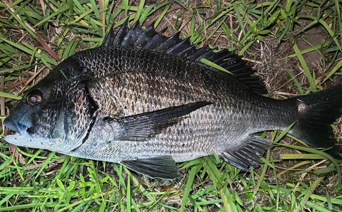 激浅の小河川でのチニングで50cm級クロダイにシーバスをキャッチ【千葉】