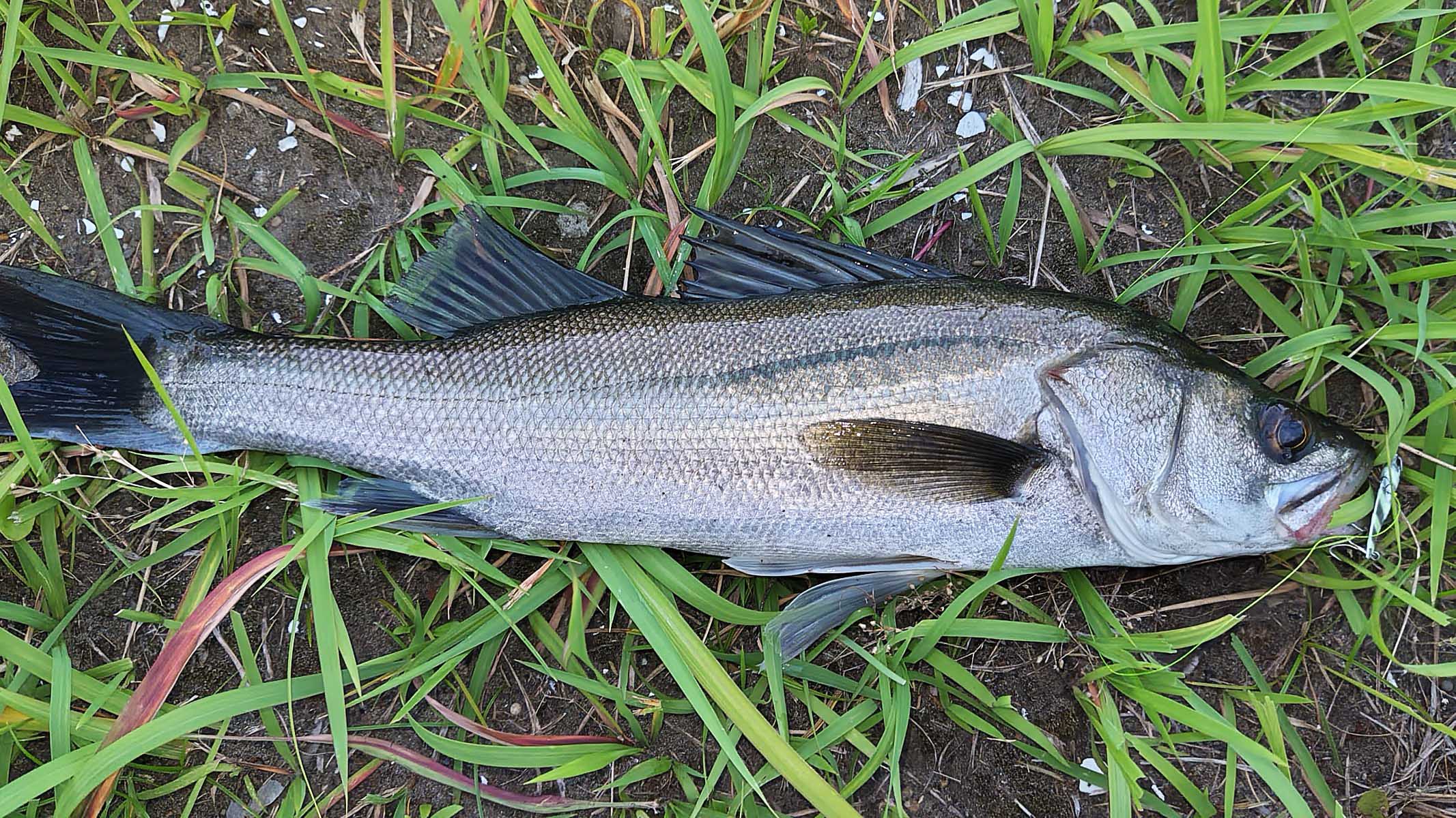 激浅の小河川でのチニングで50cm級クロダイにシーバスをキャッチ【千葉】