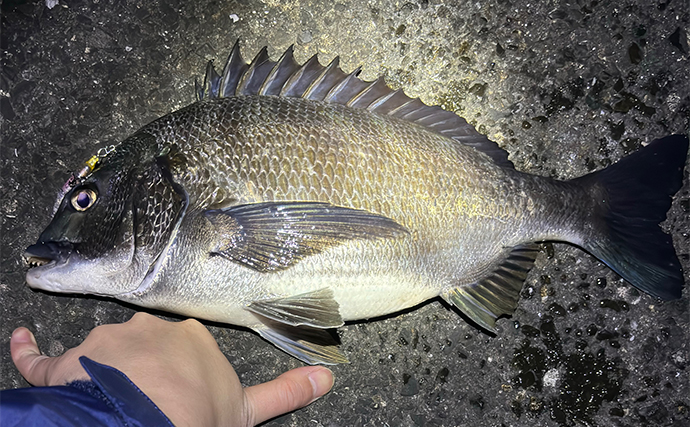 ライトブリーム釣行で40cm級チヌ6尾と絶好調【大阪・泉大津】表層で連発