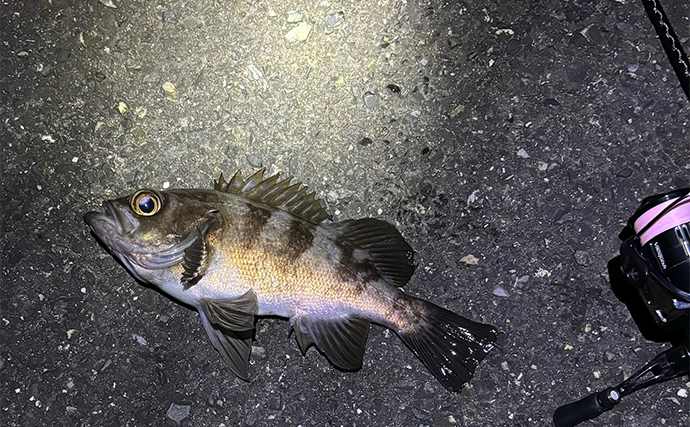 電車釣行可能な釣り場紹介：垂水漁港東側【兵庫】季節ごとに狙える魚を紹介