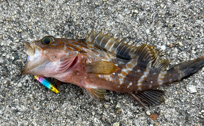 電車釣行可能な釣り場紹介：垂水漁港東側【兵庫】季節ごとに狙える魚を紹介