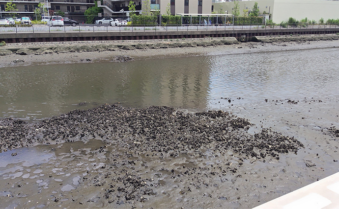 「夏は身近の河川で簡単にマゴチが釣れる！」陸からルアーで狙う仕掛けと釣り方を解説