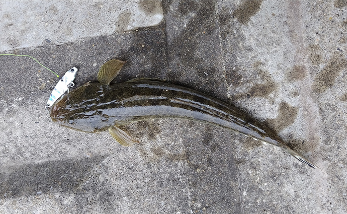 「夏は身近の河川で簡単にマゴチが釣れる！」陸からルアーで狙う仕掛けと釣り方を解説