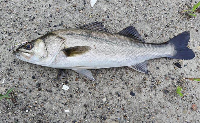 養老川でのルアーマゴチ釣りで30cm級本命ゲット【千葉】クロダイ用仕掛けにヒット