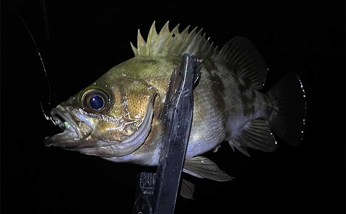 電車釣行可能な釣り場紹介：垂水漁港西側【兵庫】アジとメバルの釣り方を解説