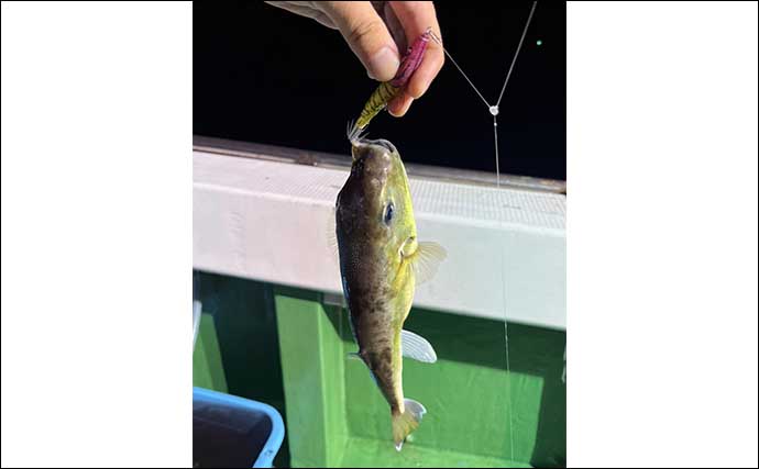 夜焚きでのイカメタル釣行でヤリイカ189杯と爆釣【北九州・大師丸】水深10mでも連発