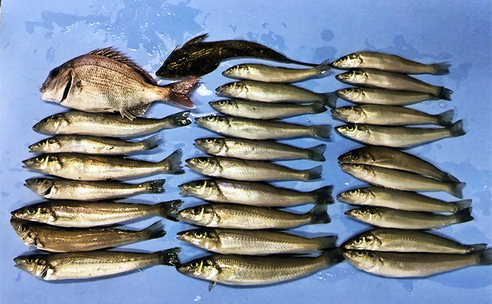 ボートシロギス釣りで初心者にも連続ヒット【愛知】ゲストにアナゴやコチなど