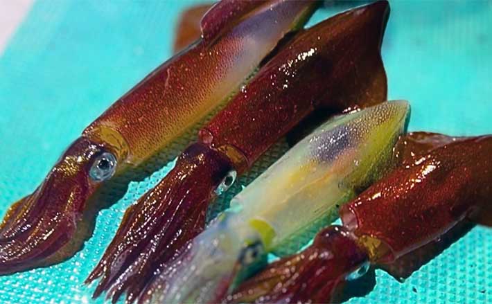 アジ爆弾！3本セット 青物、ヒラメ、アオリイカマルチ仕掛け 出逢う