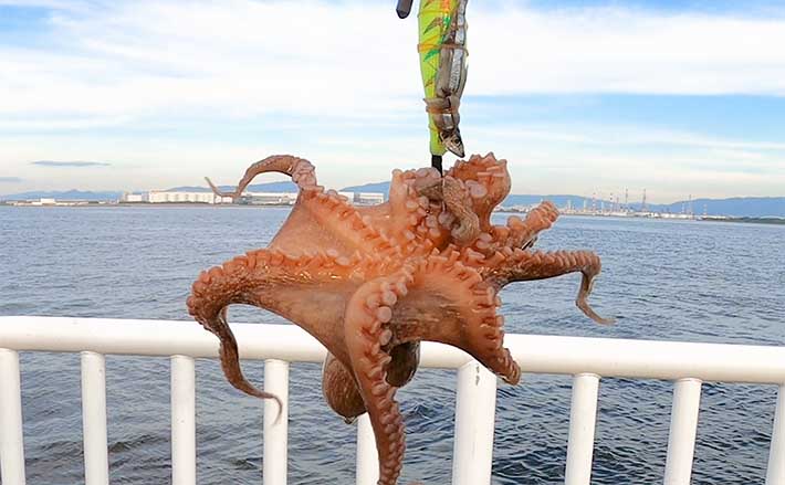 大阪湾奥でタコ釣りが絶好調！エギに巻くエサはキビナゴとホルモン