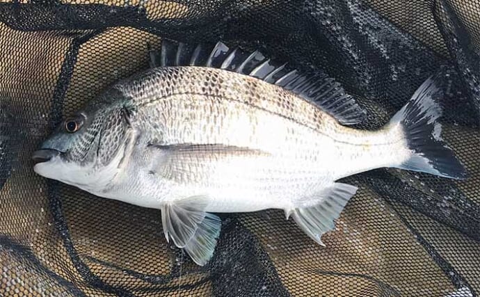 カセでのダンゴ釣りで本命クロダイ5枚【三重・鳥羽】沖のカセ選択が的中