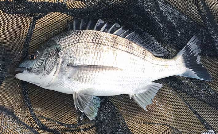 カセでのダンゴ釣りで本命クロダイ5枚【三重・鳥羽】沖のカセ選択が的
