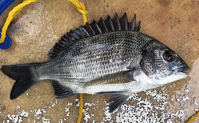 カセでのダンゴ釣りで本命クロダイ5枚【三重・鳥羽】沖のカセ選択が的中