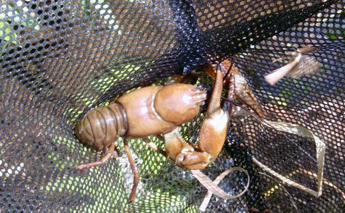 夏休みの自由研究で【ザリガニを釣って食べてみた】外来生物駆除の意味合いも