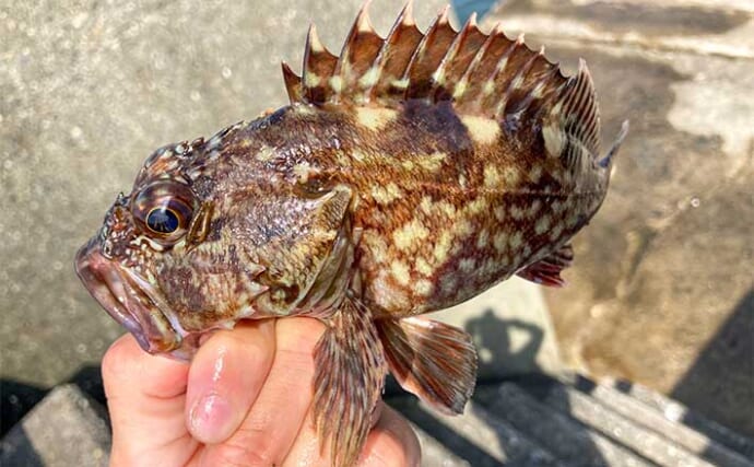 堤防での穴釣りで良型カサゴ【三重・四日市港】インチク型ブラクリ仕掛けにヒット