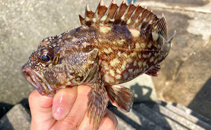 堤防での穴釣りで良型カサゴ【三重・四日市港】インチク型ブラクリ仕掛けにヒット