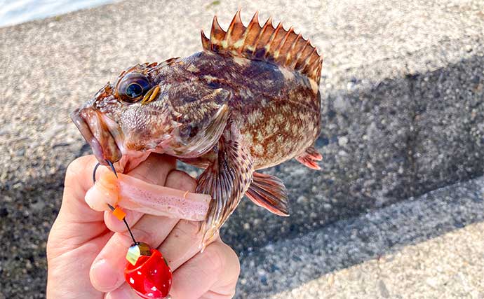 堤防での穴釣りで良型カサゴ【三重・四日市港】インチク型ブラクリ仕掛けにヒット