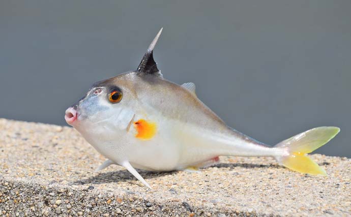 「碧南海釣り公園」でのサビキ＆ちょい投げ釣りでサッパにキスなど多彩魚種手中【愛知】