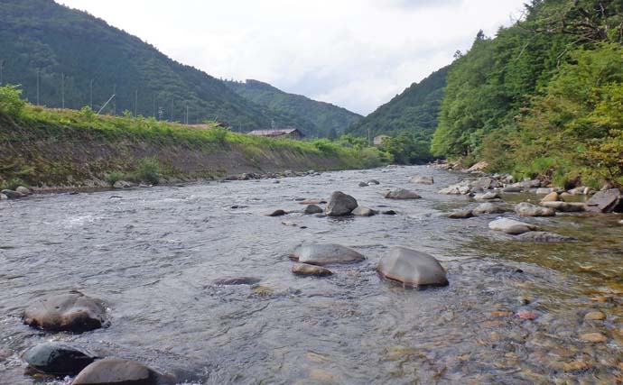 馬瀬川上流でのアユ・トモ釣りで本命19匹を手中【岐阜】岸際の浅場で好反応