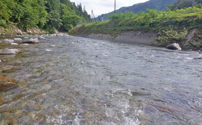 馬瀬川上流でのアユ・トモ釣りで本命19匹を手中【岐阜】岸際の浅場で好反応