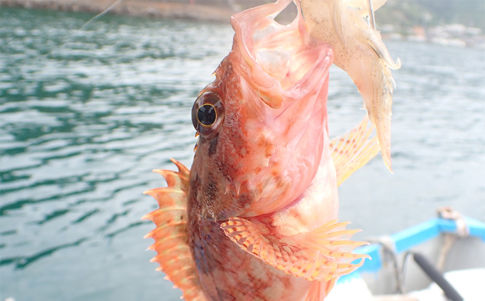 休日にのんびり起きてボート釣り【静岡・沼津】ひとつテンヤとサビキで五目釣りを満喫