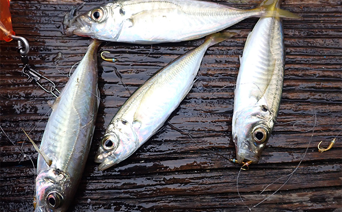 休日にのんびり起きてボート釣り【静岡・沼津】ひとつテンヤとサビキで五目釣りを満喫