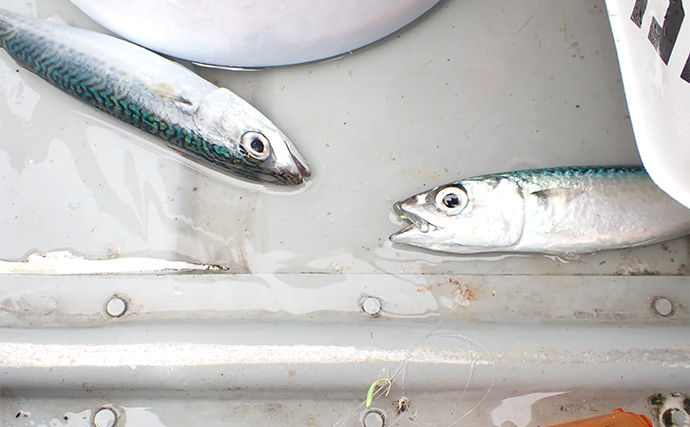 休日にのんびり起きてボート釣り【静岡・沼津】ひとつテンヤとサビキで五目釣りを満喫