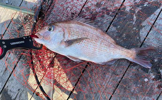 海上釣り堀で美味魚シマアジをキャッチ【三重・傳八屋】釣れない時のひと工夫とは？