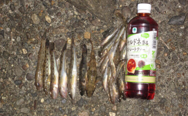 初夏のハゼ釣りで本命30匹以上【和歌山・紀ノ川】最適な時期と釣りポイントも解説　