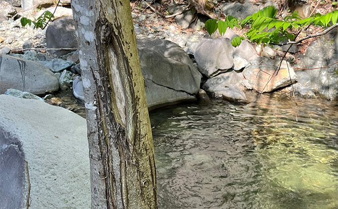 千代川水系で渓流ルアーフィッシング【鳥取】20cmのイワナを筆頭に6匹キャッチ