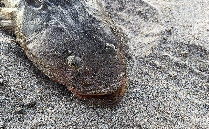 サーフでのウェーディングルアー釣行で60cm級マゴチをキャッチ【秋田南部】ミノーにヒット