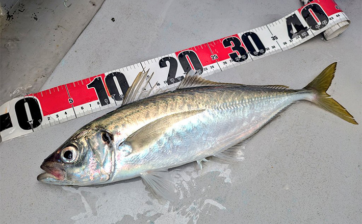 a11b4bb3ba448d1fa402ac3dc62cc9