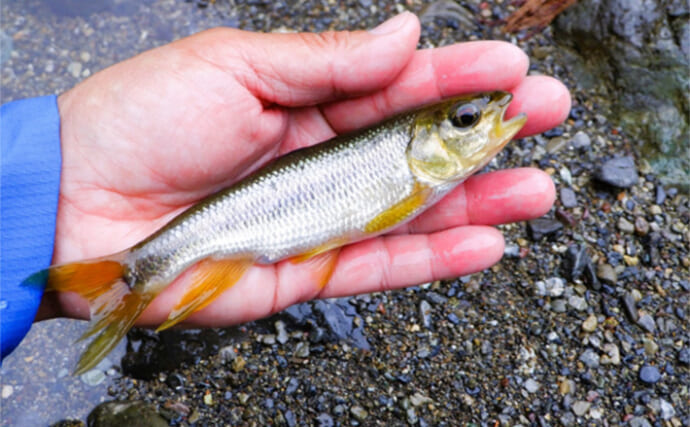 マルチアングラーが小学生の時の夏休み自由研究：カワムツはどのフライがよく釣れるのか？