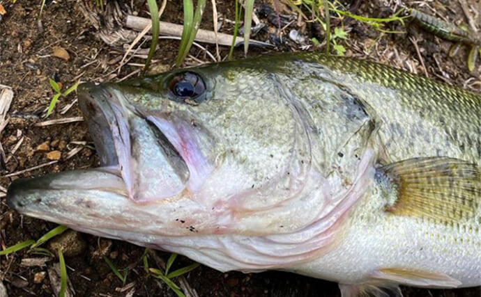 バス釣り好きが実際にやった夏休み自由研究テーマ：自作トップルアーでバスは釣れるのか？