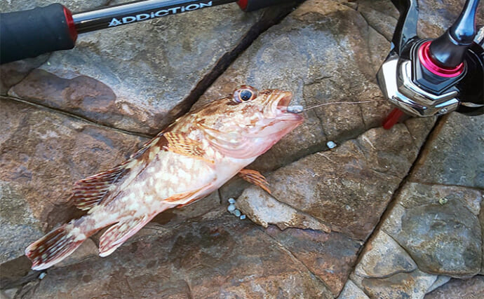 地磯でのライトソルト釣行でクロホシイシモチやカマスが連発【和歌山・南紀】