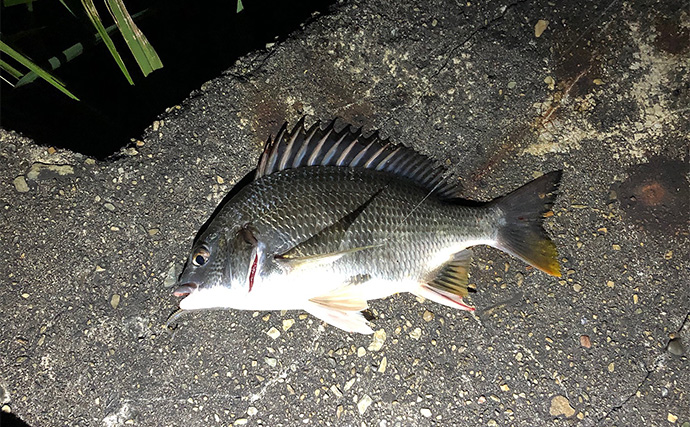 夏の夜の釣り場に大量に湧く【羽虫対策3選】ヘッドライトのカラーにも要注意