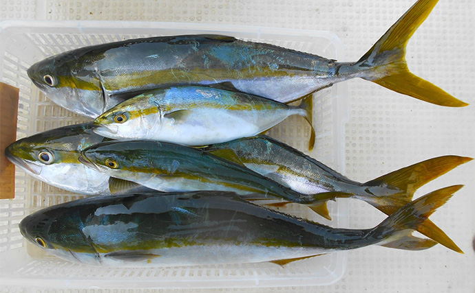 播磨灘で楽しむ夏のボート釣り　盛夏に狙える魚とベストタイミングについて解説