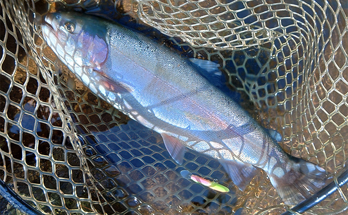 「平谷湖フィッシングスポット」でのルアー釣行でトラウト180匹キャッチ【長野】