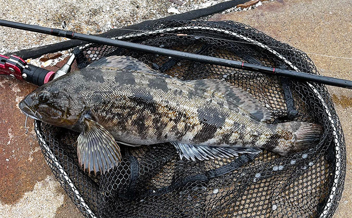 噴火湾の漁港で44cm頭に良型アイナメ2尾キャッチ【北海道】同行者全員安打に成功