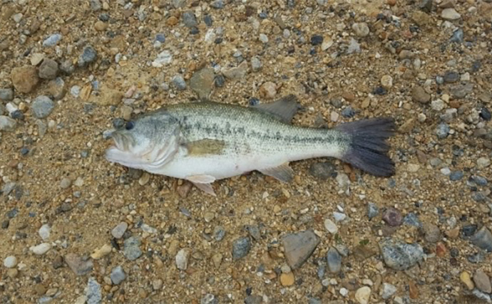 バス釣り好きが実際にやった夏休み自由研究テーマ：自作トップルアーでバスは釣れるのか？