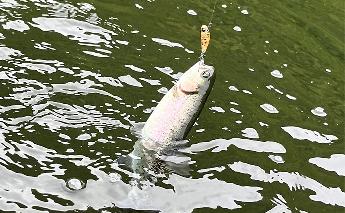 夏の千早川マス釣り場で30匹キャッチ【大阪】当たりレンジの把握に苦戦