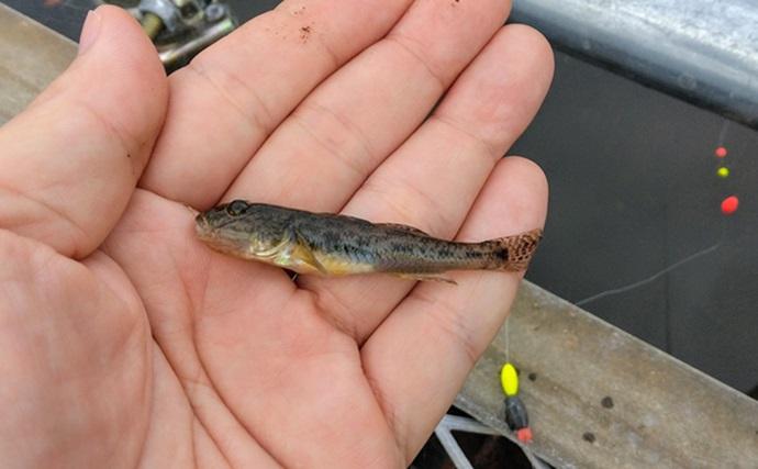 船橋港でのハゼ釣りで9cm頭に23匹【千葉】ふなっしー直売所が間近なポイントで満喫