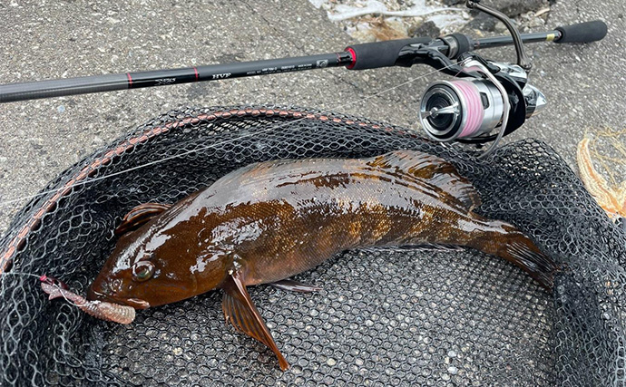 噴火湾の漁港で44cm頭に良型アイナメ2尾キャッチ【北海道】同行者全員安打に成功